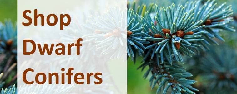 Shop Dwarf Conifers